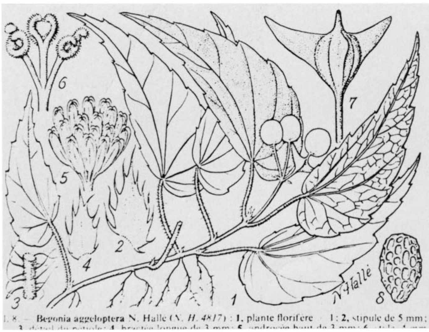 B. aggeloptera